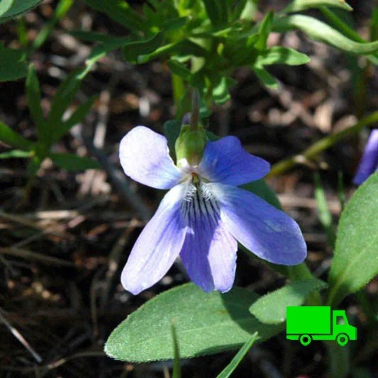 Prairie Violet (Viola palmata var pedatifida) 12-pack of plugs